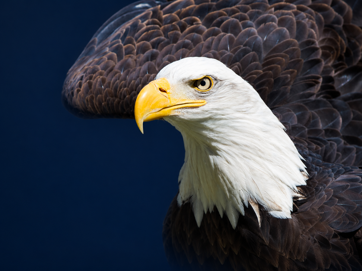 Bald eagle looking left against a deep navy blue background. Original photograph: Lisa Hupp/USFWS; background adapted.